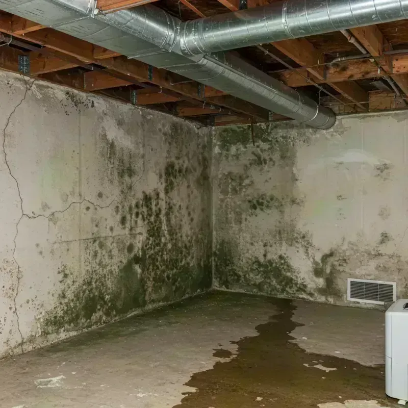 Professional Mold Removal in Enterprise, AL